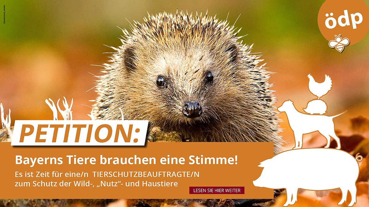 Plakat mit Igel für die ÖDP-Petition: Bayern braucht eine Tierschutzbeauftragte bzw. einen einen Tierschutzbeauftragten.